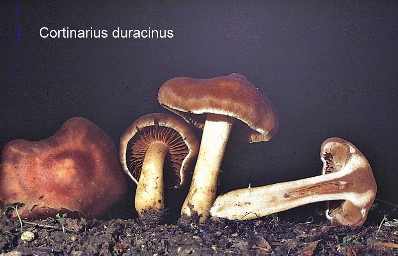 Cortinarius duracinus-amf556.jpg - Cortinarius duracinus ; Syn: Hydrocybe duracina ; Nom français: Cortinaire à pied dur